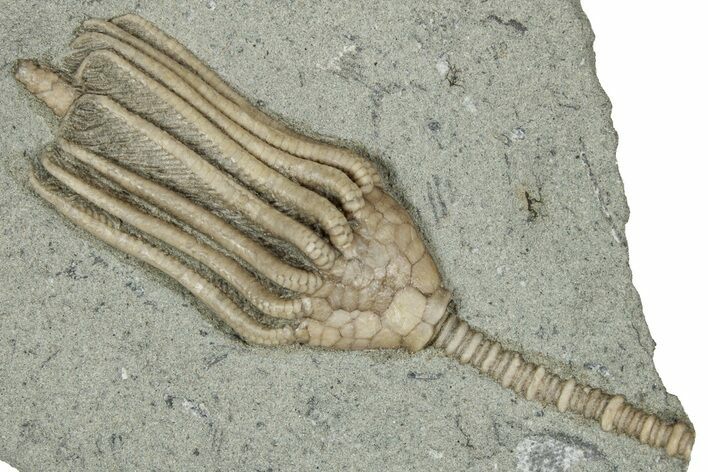 Fossil Crinoid (Macrocrinus) - Crawfordsville, Indiana #359195